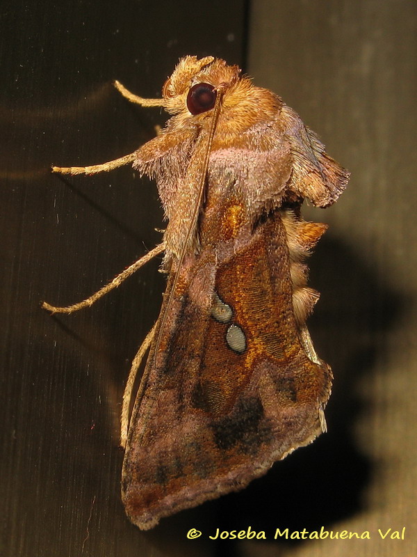 Chrysodeixis chalcites - Noctuidae